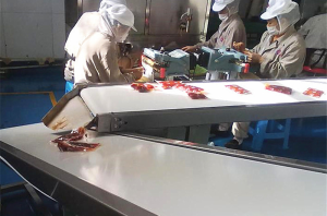 果蔬食品輸送帶